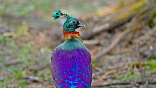 Himalayan Monal The Shining Beauty [upl. by Kirch689]