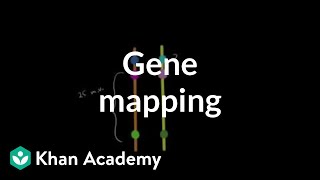 Gene mapping  Biomolecules  MCAT  Khan Academy [upl. by Inafetse]