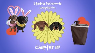 Starbox Dachshunds Compilation Chapter 119 [upl. by Thane]