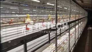 Sustainable Broiler Farming Equipment Broiler Battery Cage Retech Farming [upl. by Eiramana]