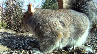 Grey Squirrel Making Noises HD [upl. by Nolla]