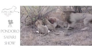 Lions killing a waterbuck at Pondoro Lodge in Kruger Park [upl. by Anairb]