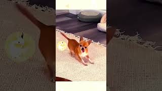 cat dog dogs cut cute love lovecats lovedogs funny virla viralvideo foryou foryoupage [upl. by Ita]