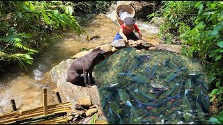 Fish trap Phu used bamboo and rocks to block the stream to trap fish  he caught a lot of fish [upl. by Enirehtakyram]