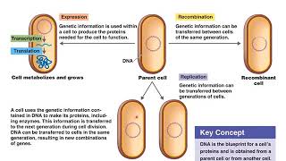 Chapter 8 Microbial Genetics [upl. by Labaw]