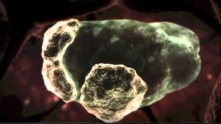 Naegleria fowleri  Braineating amoeba [upl. by Asilem]