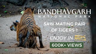 Tiger Mating EXTREMELY RARE moment captured in 4K Bandhavgarh National Park Madhya Pradesh India [upl. by Anrat863]