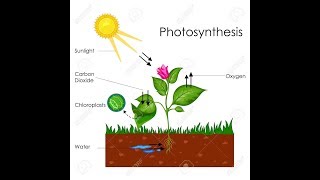 PHOTOSYNTHESIS  CHEMOSYNTHESIS  HINDI hd [upl. by Yotal]