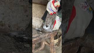 Dead Sole on Horse hoof removal removal horsecare asmr satisfying shortsviral [upl. by Aires]