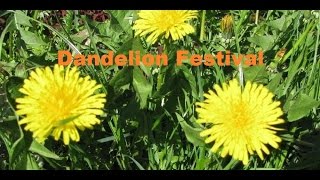 Dandelion Festival in Estonia Kihlepa [upl. by Fregger]