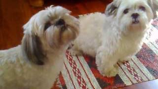 Singing Lhasa Apso [upl. by Einiar]