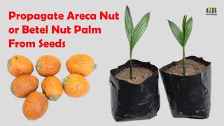 How to Propagate Areca Nut or Betel Nut Palm from Seeds With Update [upl. by Babby11]