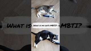 What is my cats MBTI  Cats review floppy fish toy [upl. by Eletnahs]