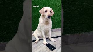 Jenny❤️Main Pilot Hu🦮🤣🤣dog shortsfeedtrendingviralshort shortfunnylabradogytshots comedy [upl. by Aivil]