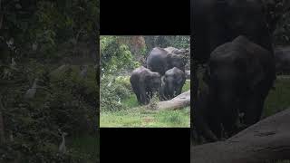 Elephants Herd enjoying water grass [upl. by Sy]