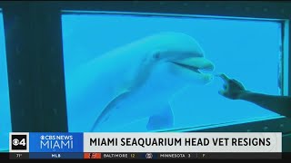 Miami Seaquarium head vet resigns [upl. by Ireland]