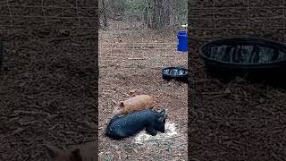 Pigs In Their Paddock asmr swine pigs homesteader [upl. by Ibot]