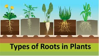 types of roots in plants taproot fibrousroot adventitiousroot tuberousroot etoddlers [upl. by Esinereb496]