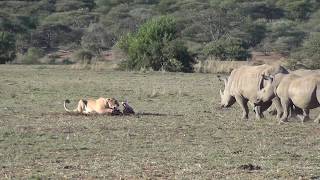 Rhinos investigate a pride of lions on a kill [upl. by Meredithe]