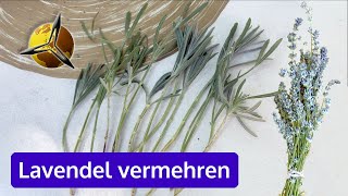 Lavendel erfolgreich mit Stecklingen vermehren [upl. by Hsirahc]