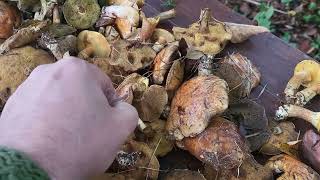 Sulillus luteus and grevillei slippery jack mushroom loved by Poles [upl. by Andromache]