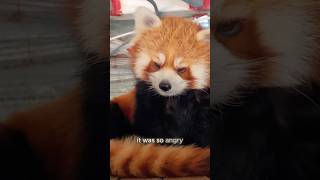 The red panda needs to be coaxedshorts animals redpanda cute [upl. by Osswald]