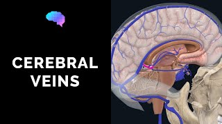 Venous Drainage of the Brain 3D tutorial  UKMLA  CPSA [upl. by Bidget526]