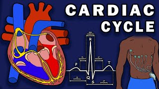 THE CARDIAC CYCLE  Phases Pressure Changes ECGEKG [upl. by Mailliwnhoj600]