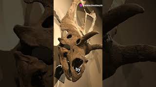 Coahuilaceratops The Horned Face 🇲🇽 shorts dinosaur science facts paleontology fossil [upl. by Corina]