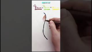 Feather drawing🤎💚💛 shorts viralvideo drawing art youtubeshorts satisfying [upl. by Novehs]