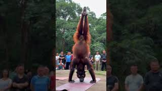 Orangutan is doing yoga [upl. by Aneres]