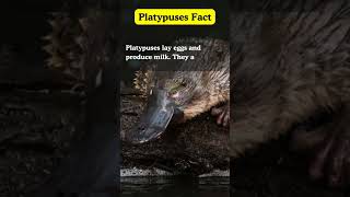 quotInteresting Platypus Factsquot shortsfeed truefactstoday youtubeshorts shortsvideo Ranishfacts [upl. by Lewellen354]