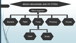 Introduction to Microbiology in Hindi  Microbiology with Sumi [upl. by Kovar]