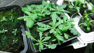 statice seedlings update 2142018 what do statice plants look like [upl. by Nisen272]