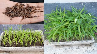 How to grow Water Spinach or Kalmi Saag In Pots at home Easily [upl. by Querida416]