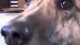 Ultimate Dog Tease Video Becomes Viral Sensation [upl. by Glogau741]