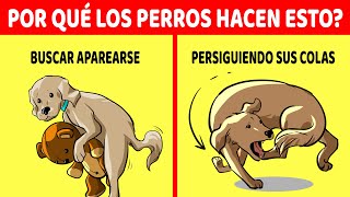 Explicación De Los 15 Comportamientos Más Extraños De Los Perros [upl. by Aisetra]