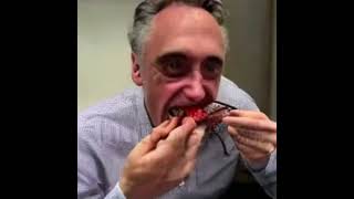 Jordan Peterson Eating Lobster [upl. by Zindman]