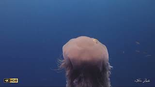 Lions Mane Jellyfish at Koh Tao Thailand scubadiving jellyfish marinelife [upl. by Aivonas935]