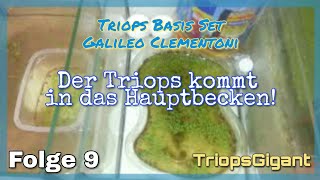 Der Triops kommt nun in das Hauptbecken  Folge 9  Triops Basis Set Galileo von Clementoni [upl. by Siderf]