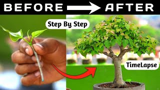 Timelapse Of The Ficus Rumphii Bonsai Transforming [upl. by Yecak678]