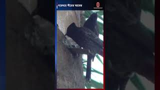 নভেম্বরে শীতের আমেজ শুরু কুয়াশায় ঢাকছে দেশের উত্তরপূর্ব  Independent TV [upl. by Margy]