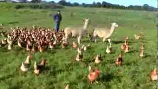 Alpacas Guarding FREE Range Egg farm [upl. by Frayne]