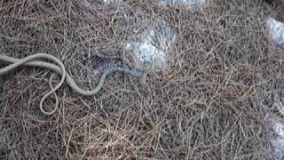 Platyceps najadum  Σαΐτα Dahls Whip Snake ΣΑΙΤΑ [upl. by Iain199]