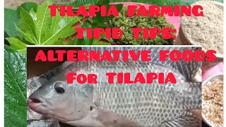 TILAPIA FARMING TIPID TIPS ALTERNATIVE FOODS for TILAPIA [upl. by Tarr]