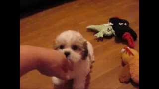 Meet Cammy our shichon puppy zuchon puppy teddy bear puppies Look At FuzzyWuzzyPupscom [upl. by Clarice769]