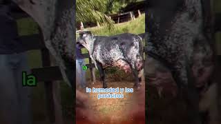 🔴 ¡Conoce Las Increíbles Vacas Lecheras GIROLANDO [upl. by Helm]