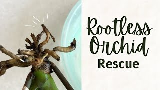 Rootless Orchid rescue  How I will try to rescue an orchid which has lost its roots [upl. by Ondrej]