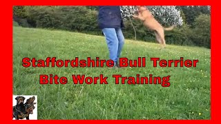 Staffordshire Bull Terrier  Bite Work Training [upl. by Deeann811]