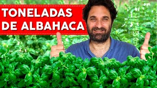 ALBAHACA 7 CONSEJOS QUE NECESITAS SABER [upl. by Greggs965]